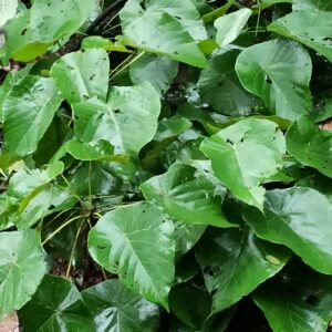 Parasol leaf tree (Seed balls)