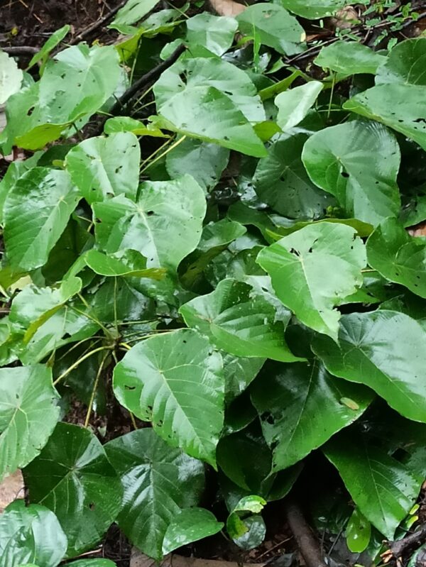Parasol leaf tree (Seed balls)