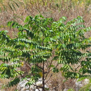 Charcoal Tree (Seed Balls)