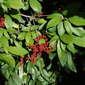 Kamala Tree (Seed Balls)