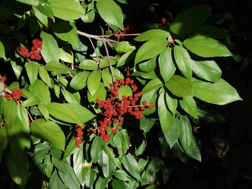 Kamala Tree (Seed Balls)