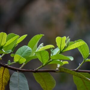 Wild Guava (Seed Balls)