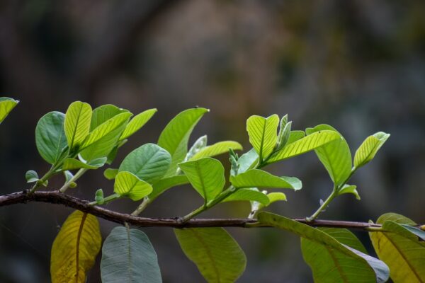 Wild Guava (Seed Balls)